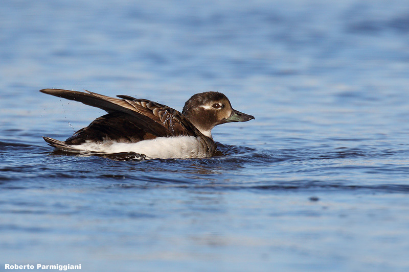 Clangula hyemalis (long tailed duck - moretta codona)