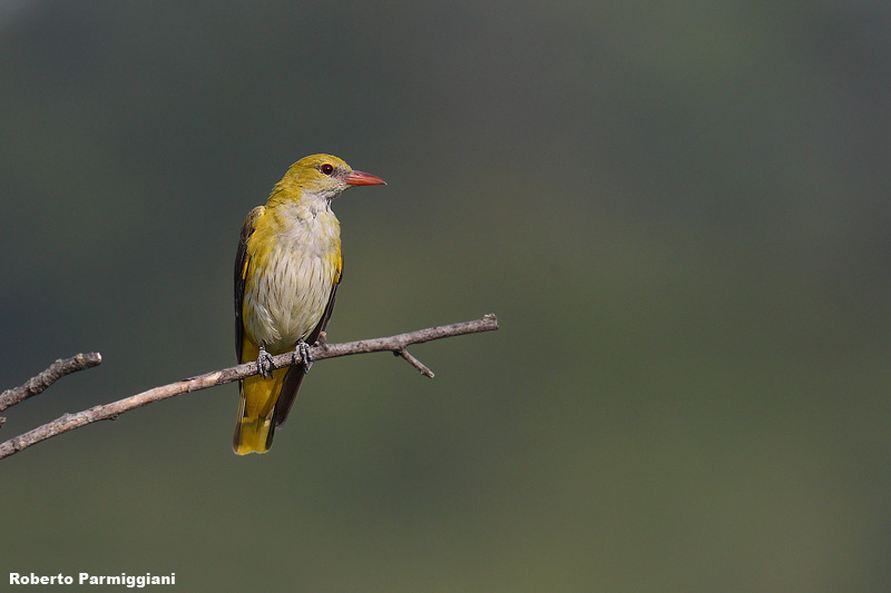 Oriolus oriolus (golden oriole - rigogolo)