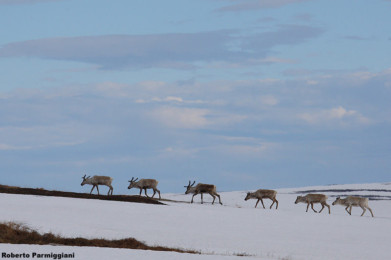 Rangifer tarandus (reideer - renna)