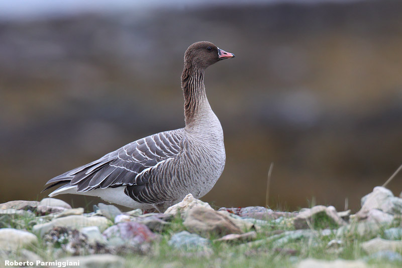 Anser brachyrhynchus (pink footed goose - oca zamperosse)