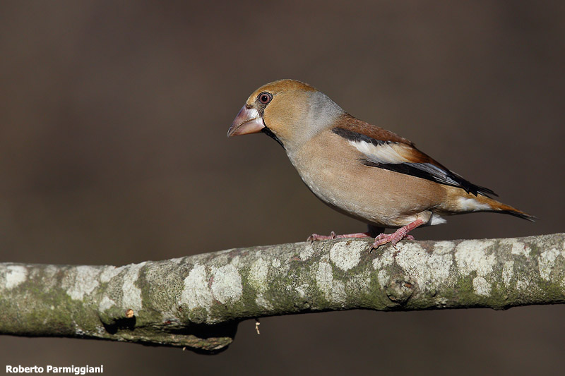 Coccothraustes coccothraustes (hawfinch-frosone)