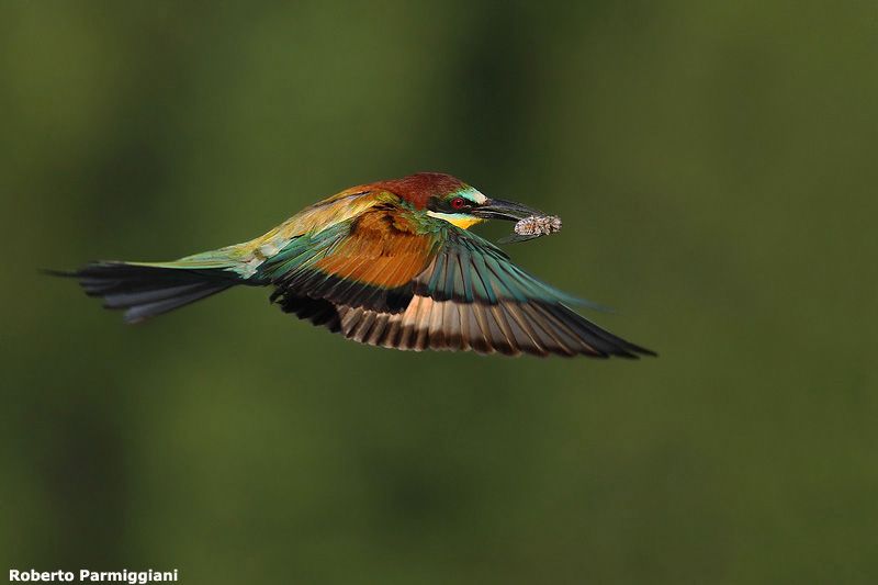 Merops apiaster (bee eater-gruccione)