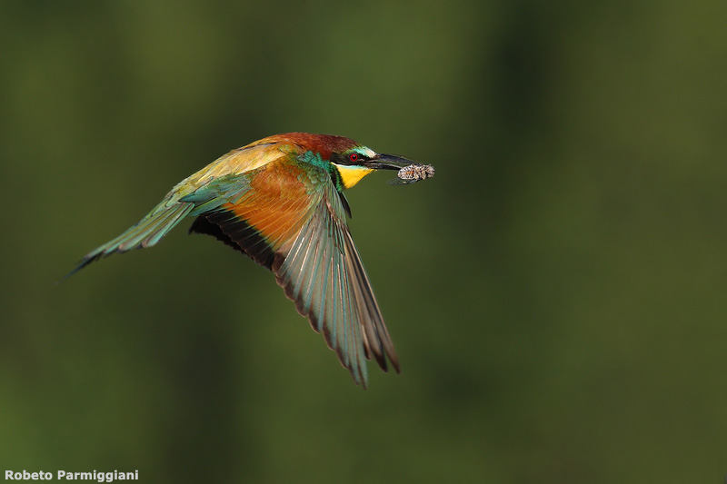 Merops apiaster (bee eater-gruccione)