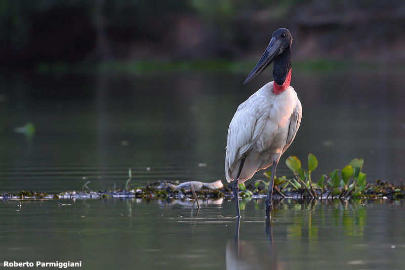 Jabiru mycteria (jabiru)