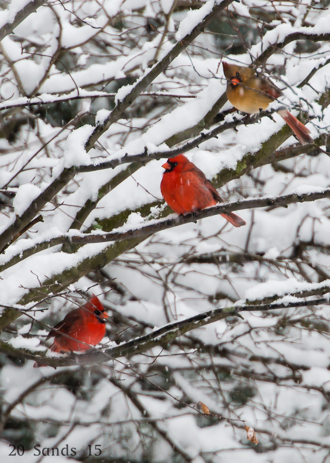 Red Bird