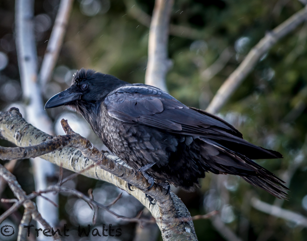 Common Raven in Boreal Forest