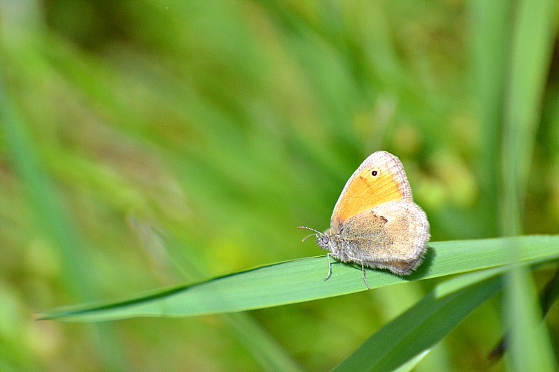 Coenonympha pamphilus mali okarček DSC_0109xNpb