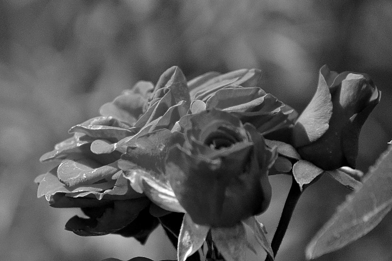 Roses DSC_0334vpb