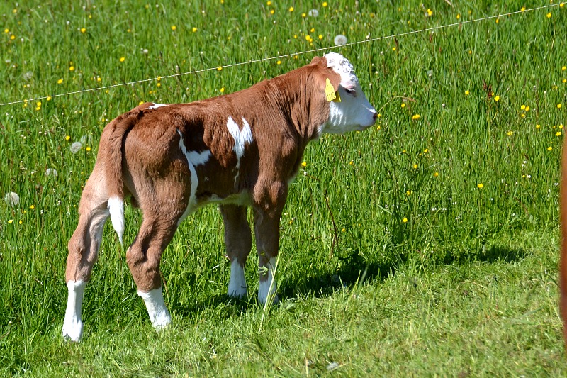 Calf  dsc_0547Npb