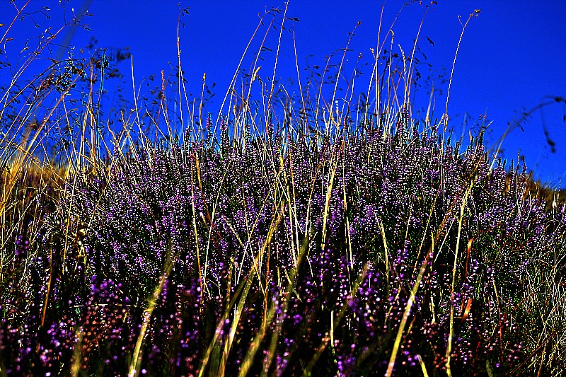 Grass dsc_0444ypb