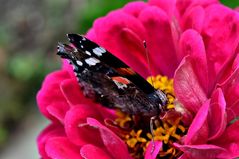 Vanessa atalanta admiral DSC_0144xpb