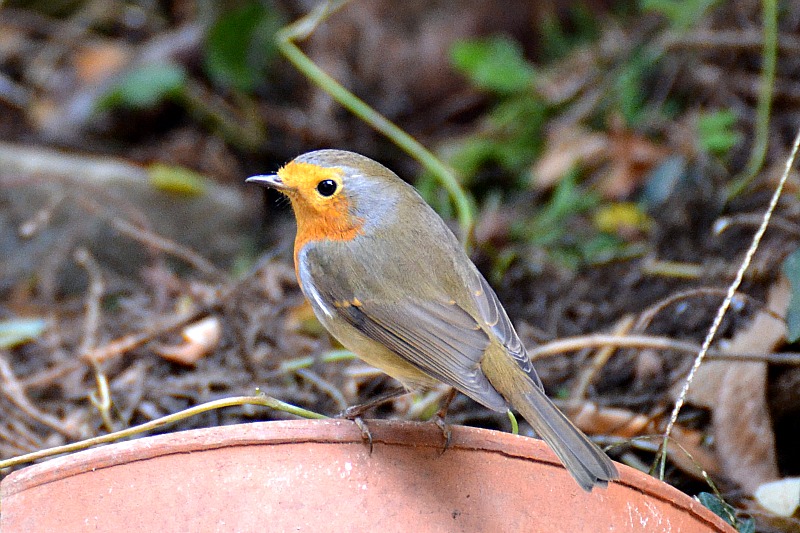 Robin Erithacus rubecula taščica  DSC_0473xpb