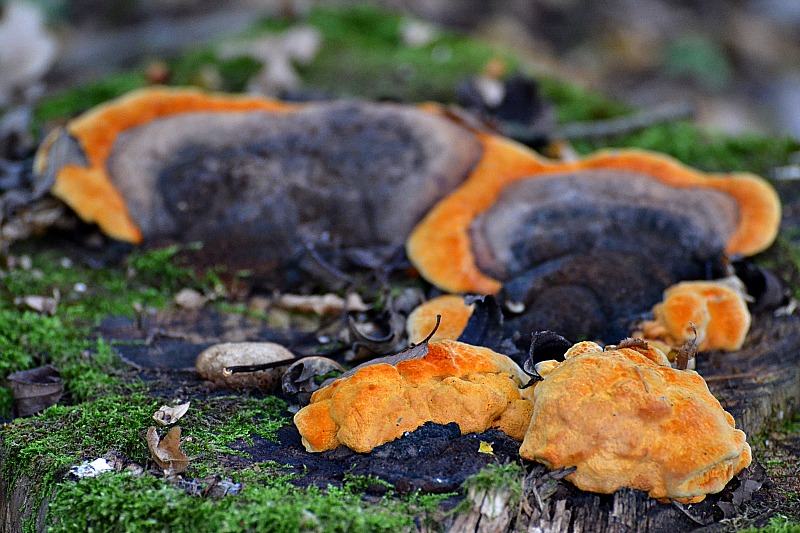 Mushrooms  DSC_0651xpb