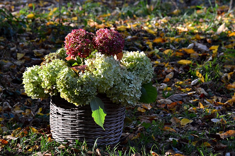 Blooms in autumn   DSC_0036xpb