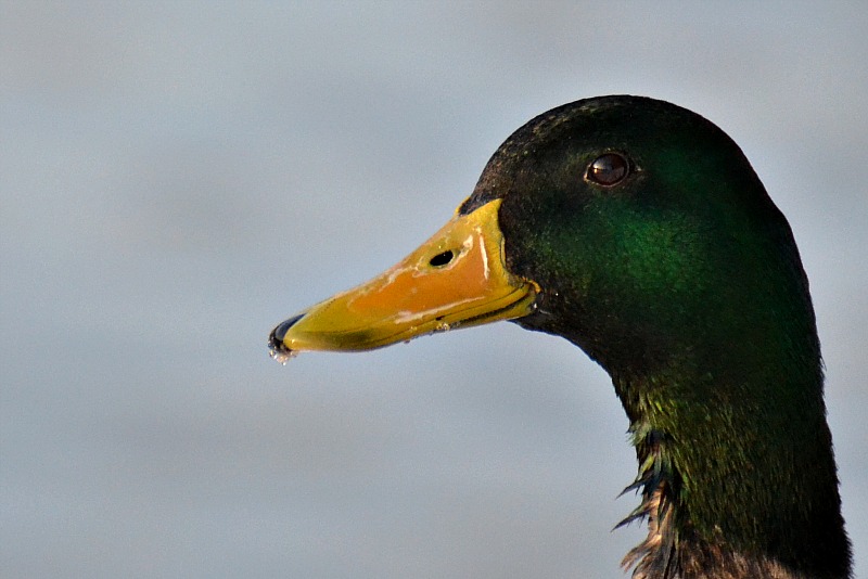 Duck DSC_0096xpb