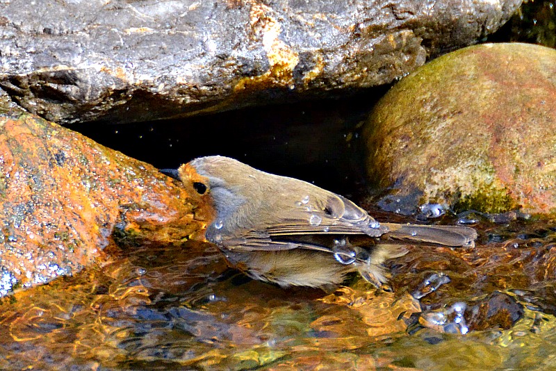 Robin Erithacus rubecula tačica  DSC_0215xpb