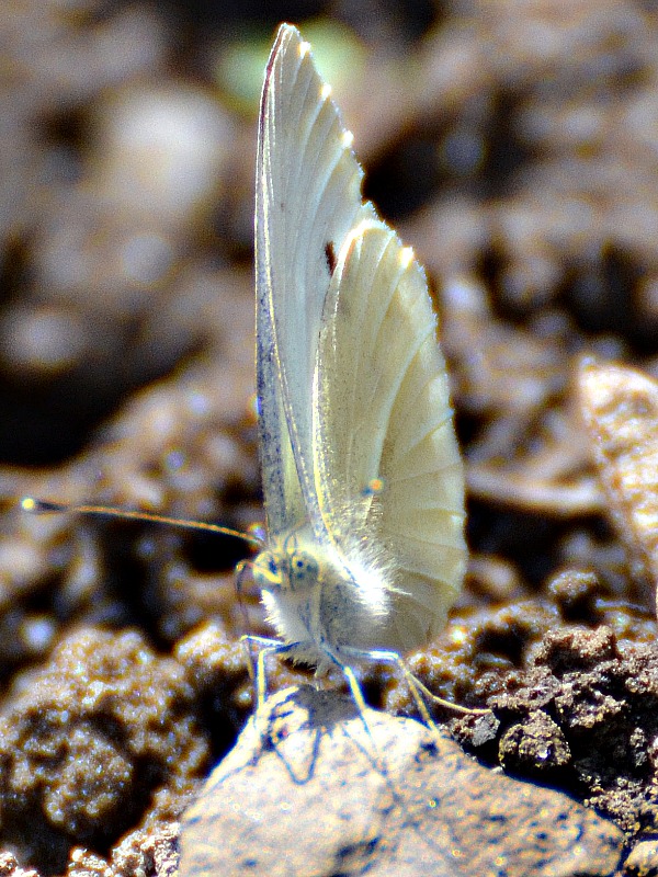 Pieris brassicae  kapusov belin DSC_0814xpb