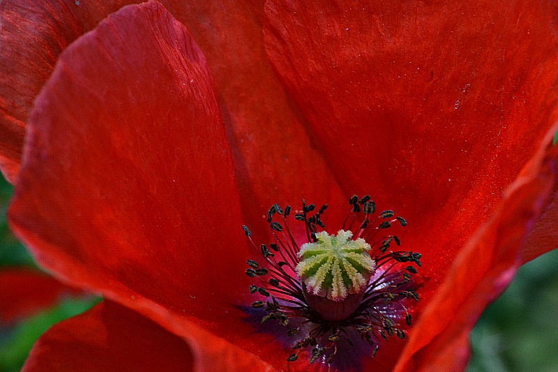 Poppy DSC_0762xmarupb