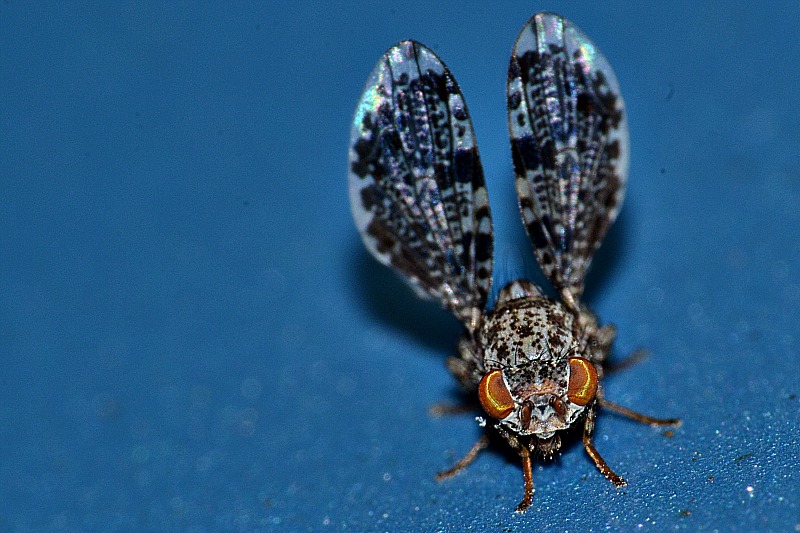 Fly  muha DSC_0038xpb