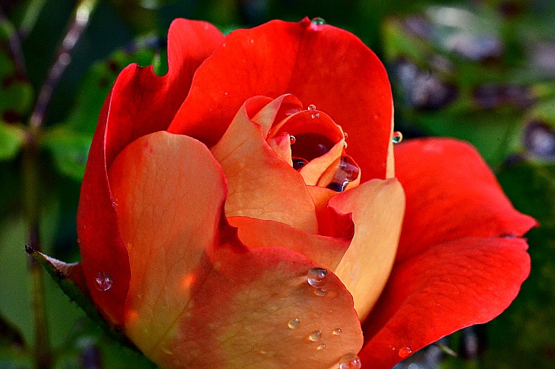 Rose  DSC_0451xpb