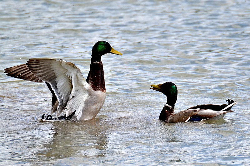   Dancing  in the water  DSC_0151xpb