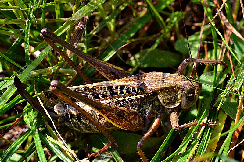 Orthoptera kobilica  DSC_0096xpb