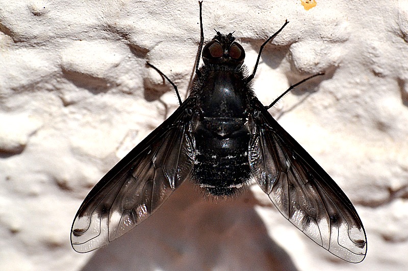 Fly  DSC_0429xpb