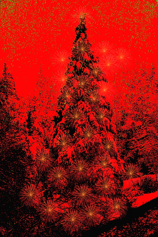 Christmas  trees  DSC_0173gpb