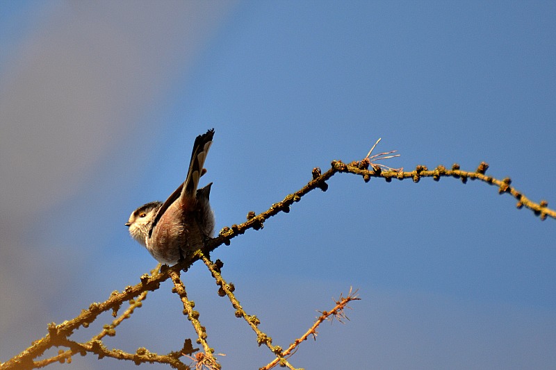 Little bird DSC_0619