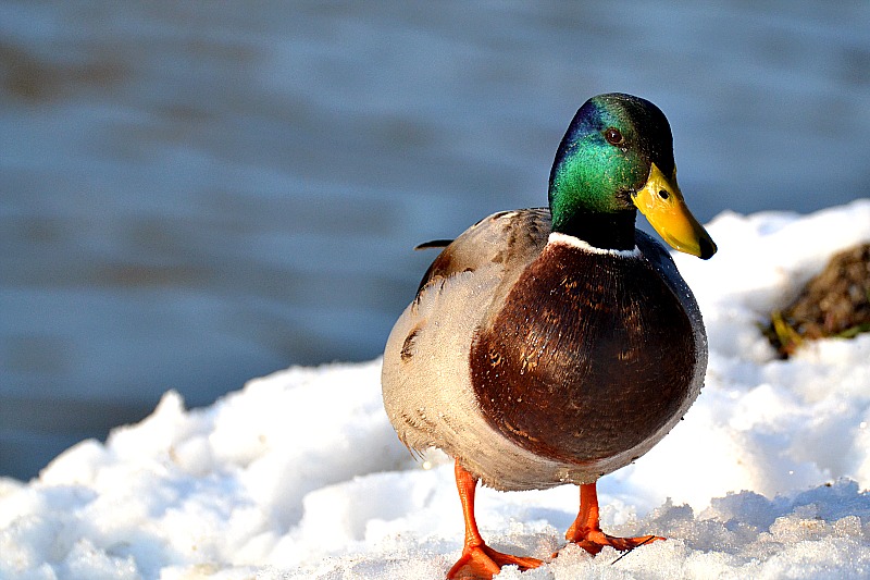 Duck DSC_0071xpb