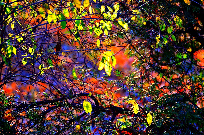 Tifany glass of nature   DSC_0811xpb