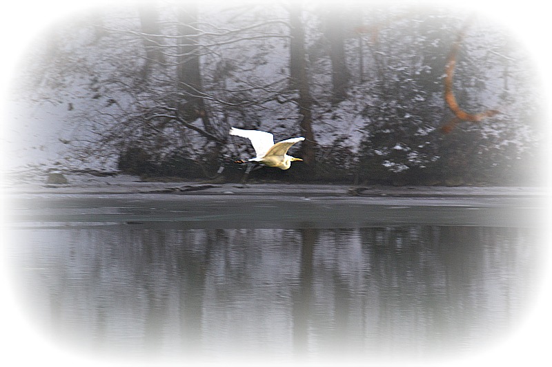  Great white egret  velika bela čaplja DSC_1143gpb