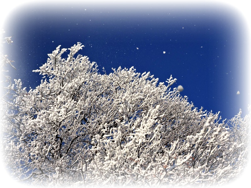Snow  DSCN2605xggpb
