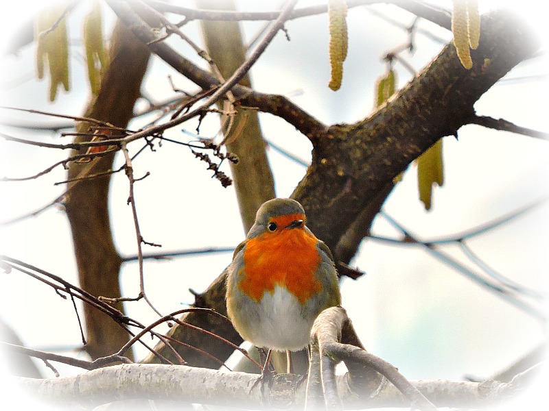 Robin Erithacus rubecula tačica DSCNgpb