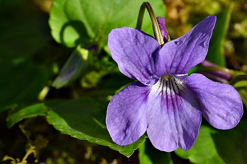 Early dog-violet Viola reichenbachiana gozdna vijolica DSC_0189ggpb ...