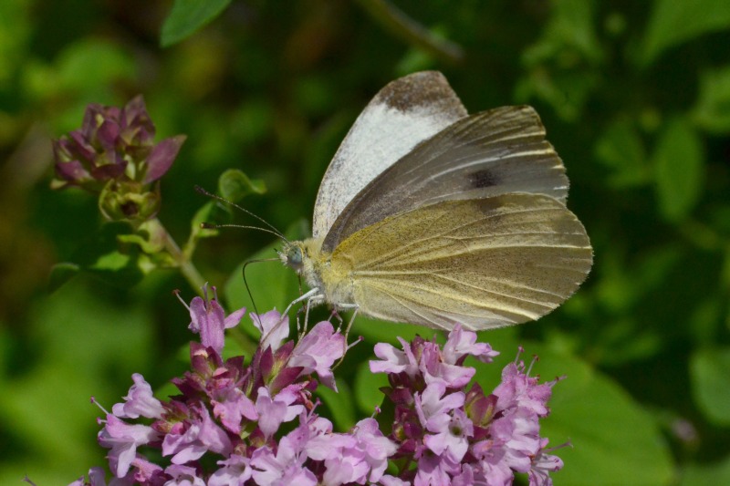 Pieris brassicae  kapusov belin  DSC_0023xpb