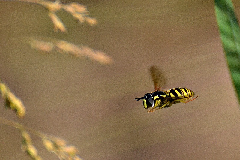 Flying  fly DSC_0261xpb
