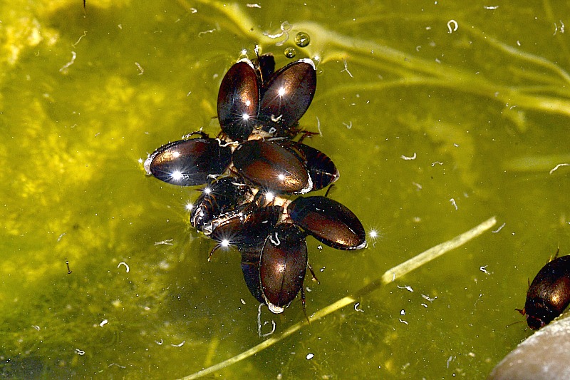 Hydrophilidae DSC_0174gpb