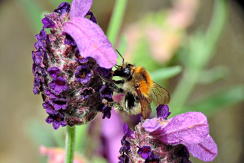 Bumblebee čmrlj   DSCN7215xpb