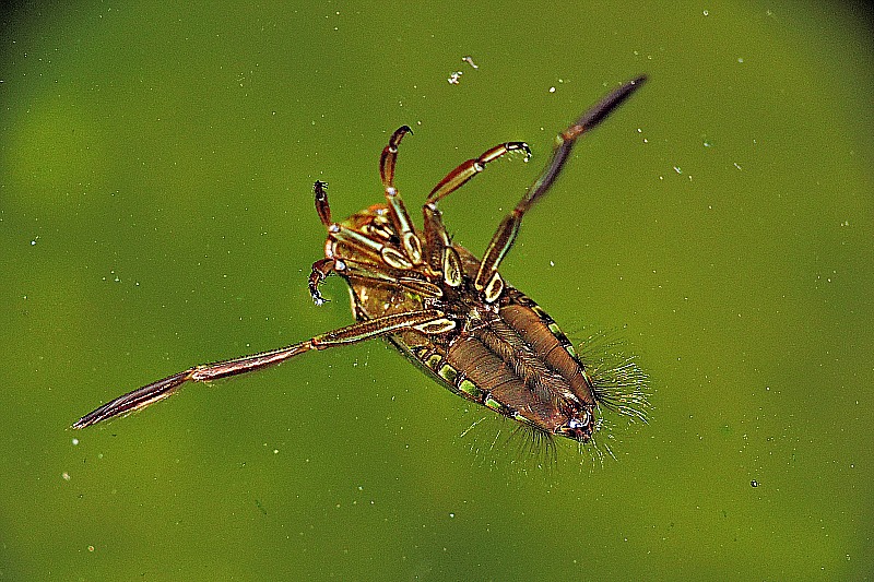 Notonecta glauca navadna hrbtoplovka DSCNxpbN