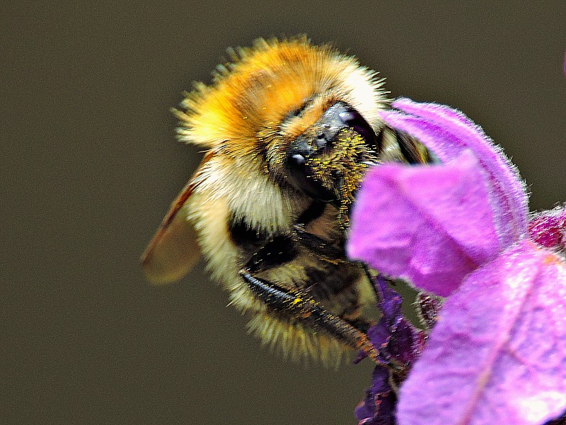Bombus  čmrlj DSCN7233xpb