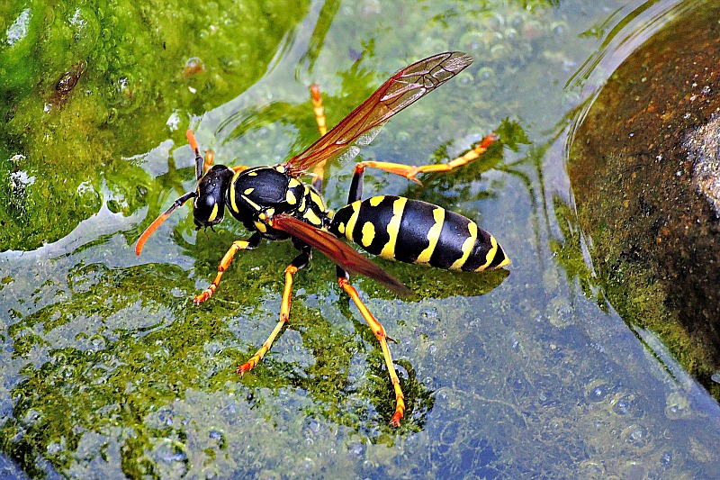 Wasp  osa  DSCN_7896xpb