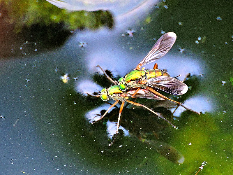 Flies DSCN7900xpb