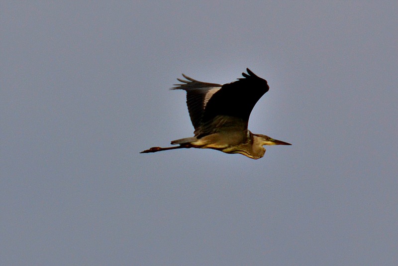  Ardea cinerea  siva caplja dsc_0397xiNpb