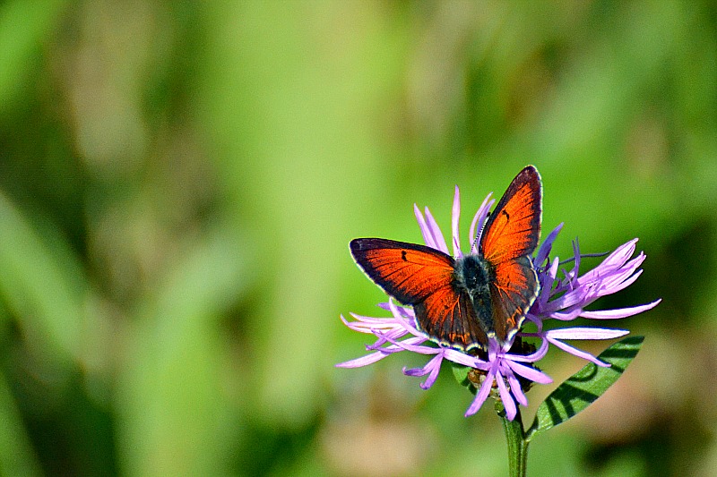  Lycaena hippothoe krlatni cekinček DSC_0009xNpb