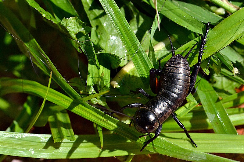 Gryllus campestris  poljski muren DSC_0802xp