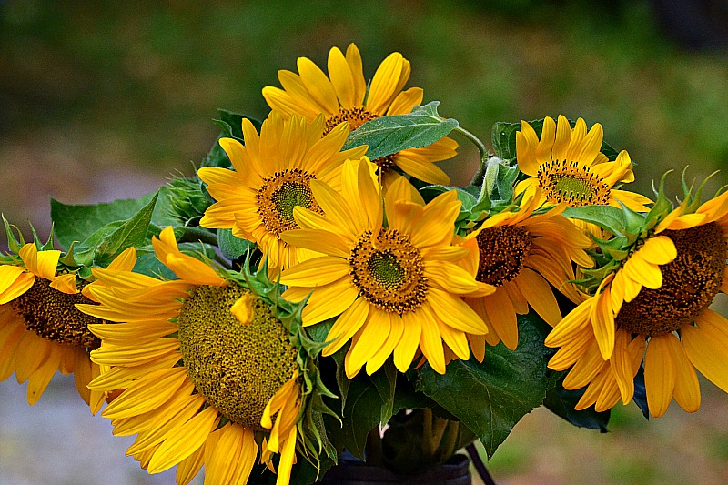 The sunflowers  DSC_1257xpb