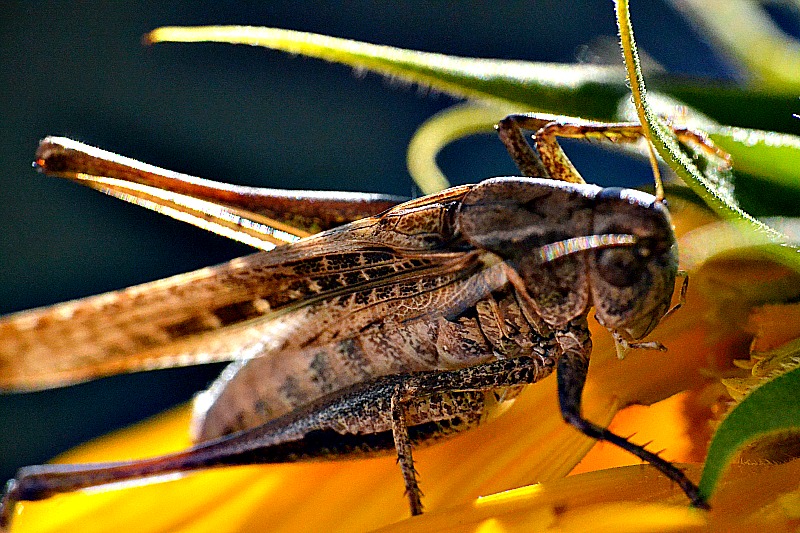 Orthoptera kobilica  DSC_1571xpb