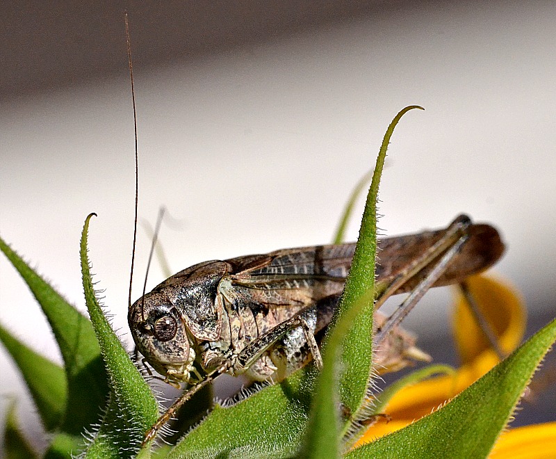 Orthoptera kobilica DSC__1527xpb