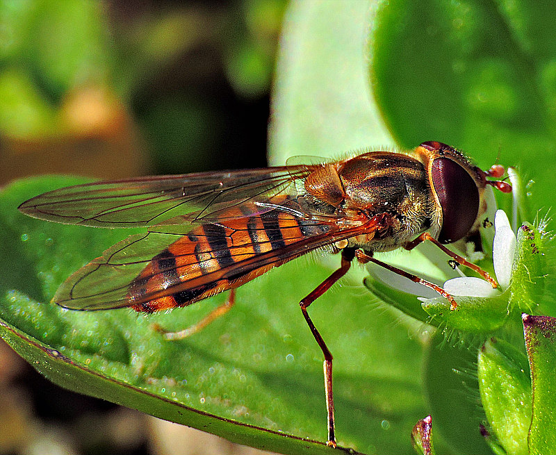 Fly   DSCN2274x24032016pb